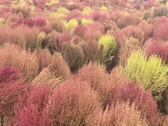 -天津东丽湖风景区