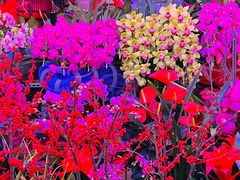 -花鸟鱼虫鲜花绿植市场(玉泉路店)
