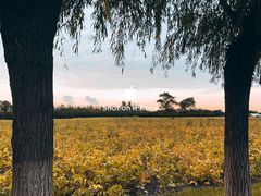 -汉长安城未央宫国家考古遗址公园