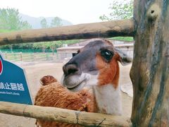 -西安秦岭野生动物园