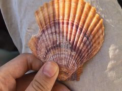 -大连双兴商品城