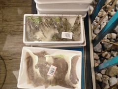 -野妹经典火锅(民治店)