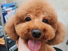 -美联众合动物医院·24h京西诊疗中心