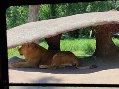 -北京野生动物园