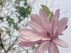 -中国科学院华南植物园