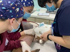 -北京观赏动物医院·24小时大型综合·猫专科·异宠专科