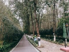 -合肥滨湖国家森林公园