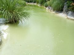 -吴淞炮台湾湿地森林公园烧烤区