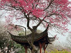 -杭州植物园