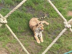 -西霞口神雕山野生动物世界