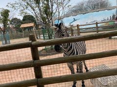 -苏州太湖西山岛开心农场