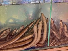 -本炙炭烤·蒲烧活鳗料理店(金沙洲店)