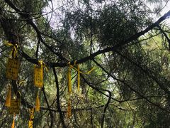 -黄帝陵