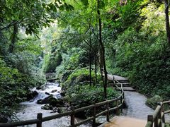-莫里热带雨林景区