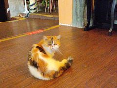 -猫岛主趣味餐厅(鼓浪屿店)
