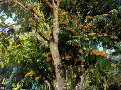 -中国科学院西双版纳热带植物园