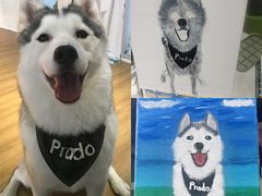 -Husky Go! 哈士奇体验馆·宠物咖啡厅狗咖