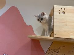 -滚猫咖啡·猫咖·猫友好撸猫(未来城店)