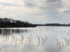 -上海海湾国家森林公园