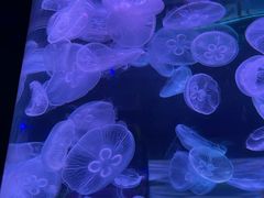 -南昌海洋公园