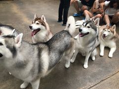 -TrueLove @ Neverland (Husky Cafe)