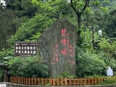 -中国大熊猫保护研究中心雅安碧峰峡基地