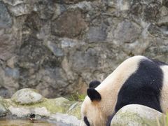 -都江堰中华大熊猫苑