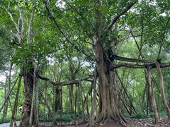 -中国科学院西双版纳热带植物园