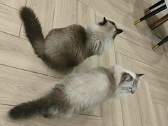 -安格丽娜·狗咖·猫咖羊驼咖(春熙路百盛商场店)