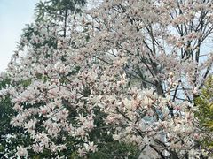 -新虹桥中心花园