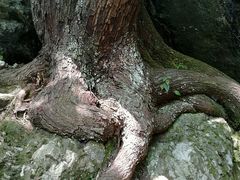 -祁门牯牛降观音堂风景区