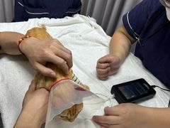 -宠物星动物医院·眼科·异宠·猫科(江南大道总院)