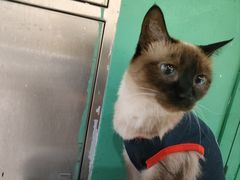 -藏猫猫咖啡主题馆(中央大道店)