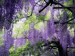 -嘉定紫藤园