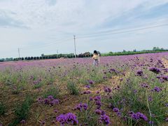 -曲江薰衣草庄园