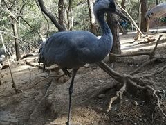 -燕塞湖鸟语林景区