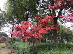 -重庆彩云湖湿地公园