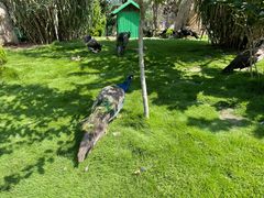 -西霞口神雕山野生动物世界