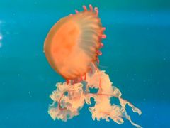 -海合安武汉极地海洋公园