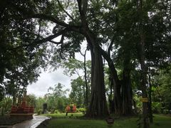 -瑞丽独树成林风景区