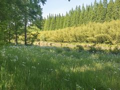 -黄海国家森林公园