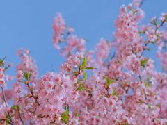 -上海辰山植物园
