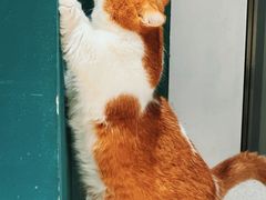 -飞行喵MR PILOT|猫舍·猫咖(静安大融城店)