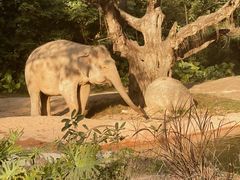 -广州长隆野生动物世界