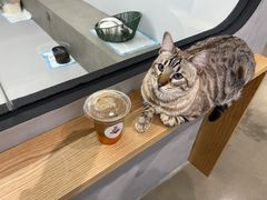 -Cappucimeow猫咪咖啡馆(韦伯时代店)