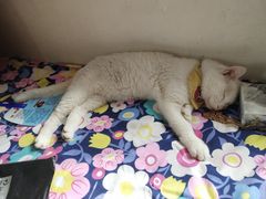 -美联众合动物医院·24h京西诊疗中心
