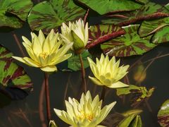 -国家植物园南园