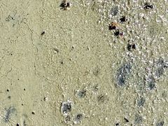 -北海金海湾红树林生态旅游区