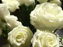 -秦美花卉(天朗·莱茵小城2期店)