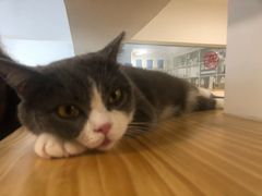 -李小姐の猫咖啡馆(五角场店)